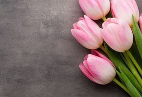 bundle, of, pink, tulip, flowers, bouquet, tulips, pink, fresh, beautiful,  ...