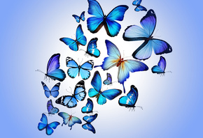 blue, butterflies, butterfly, colorful, blue, drawing, art, beautiful, HD,  ...