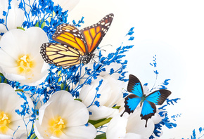 white, petaled, flower, and, two, brown, and, blue, butterflies, flowers, c ...