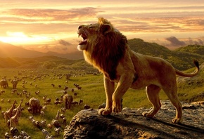 большой, лев, на, скале, африка, дикие, животные, закат, антилопы, зебры, н ...