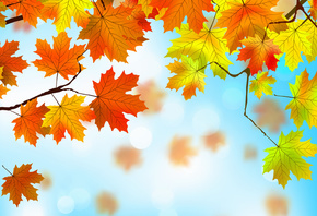 autumn, maple, осенние, leaves, листья