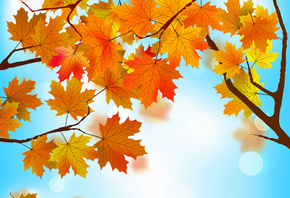 maple, , leaves, , autumn