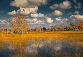 пейзаж, озеро, облака, лебеди, деревья, растительность, золотая, осень