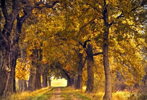 деревья, аллея, осень