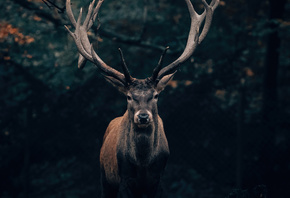 Deer, Animal, Forest