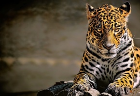 Leopard, Animal, Forest