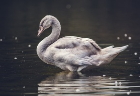Duck, Animal, Forest