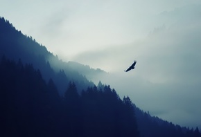 Mountain, Forest, Nature, Eagle