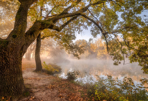осень, деревья, пейзаж, природа, туман, берег, утро, водоём, Александр Плеханов
