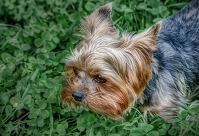 ������, ������, �����������, ������