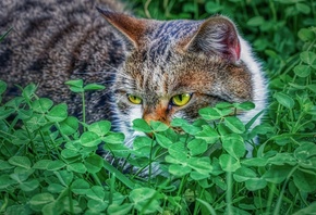 ���, ������, ���