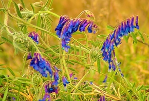 �����, ����, �����