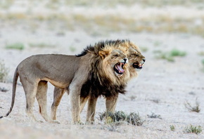 ������, ����