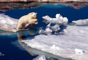 белый медведь, прыжок, льдины, север