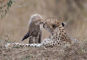 ������, �������