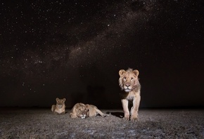 ������, ����, ����, �����