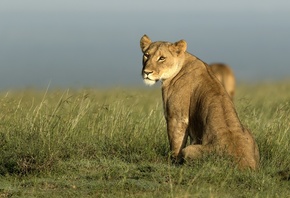 ������, ����