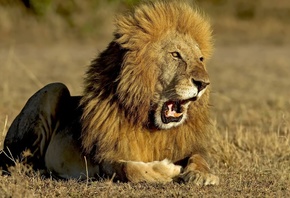 ������, ���