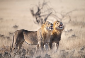 ������, ����