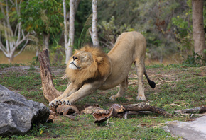 ������, ���, ���������