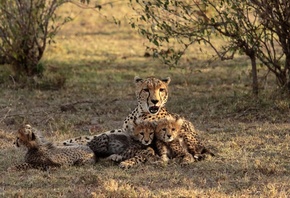 ������, �������