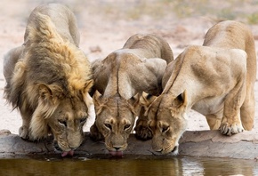 ������, ����, �������