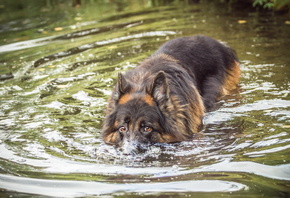 вода, собака, плывёт