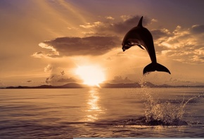 закат, море, дельфин