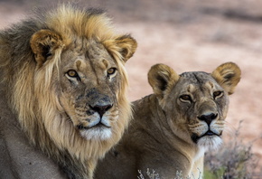 ������, ����