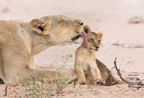 ������, ����