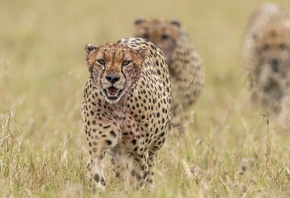 ������, �������