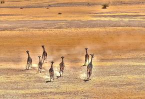 ������, ������