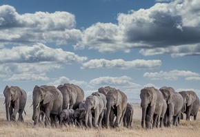 ������, �����