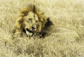 ������, ���