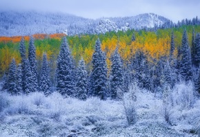 горы, лес, иней, краски, осень