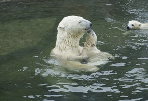 вода, белые медведи