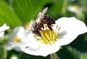 Пчела, Цветок, красиво