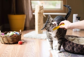 cat, small furry,  , house