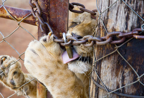 South Africa, Южная Африка, lion, captive breeding of lions