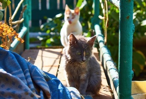 ������, ������, ������, ���