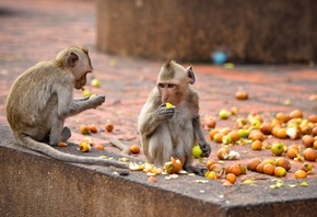 Wildes Thailand,  , , crab eating macaque