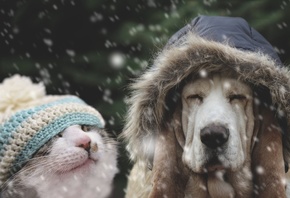  , pets, winter weather, furry friends,  