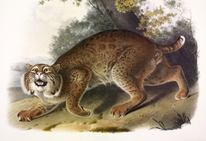 Common American Wild Cat,  , Lynx Rufus,  , John James Audubon,   
