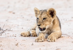 ������, ���