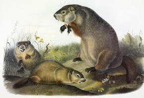 John James Audubon, Джон Джеймс Одюбон, groundhog, лесной сурок, North Amer ...