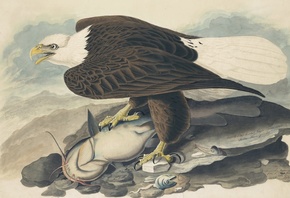 White Headed Eagle, белоголовый орлан, Джон Джеймс Одюбон, John James Audubon, Северная Америка, North America