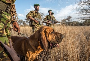 antipoaching patrol, Kenya, , Wildlife Conservancy