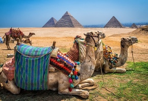  , Libyan Desert, , Egypt,    , Giza pyramid complex, Camel Riding