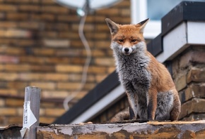 red fox, London, urban fox, British wildlife