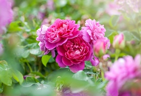 roses, summer, garden, flowers